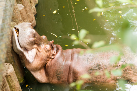 Hippo sleeping in pondの写真素材