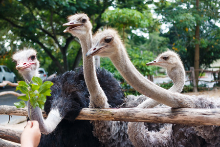 Ostriches eating leafの写真素材