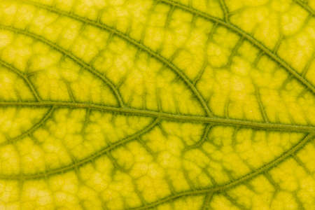 close up yellow leaves
