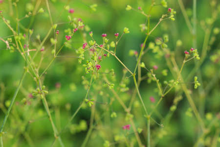 close up Pink grass flowerの写真素材