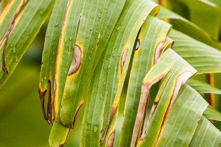 banana Leaves after rainの写真素材