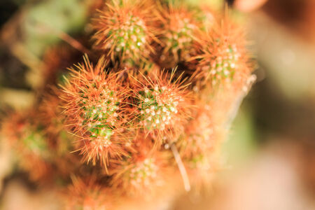 close up Cactusの写真素材