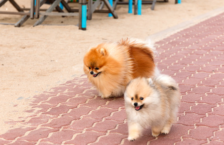 Two White-Brown pomeranian puppy dogsの写真素材