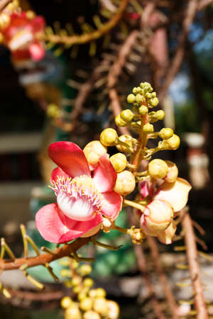 Sal flowers in sunlightの写真素材