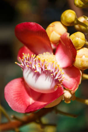 Sal flowers in sunlightの写真素材