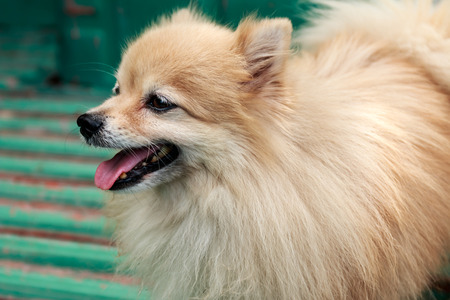 White-Brown pomeranian puppy dogの写真素材