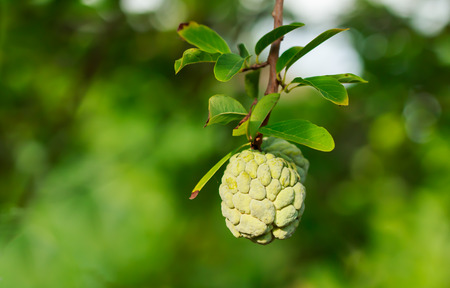 Custard apples or Sugar apples or Annona squamosa Linn. growing on a tree in garden, Thailandの写真素材