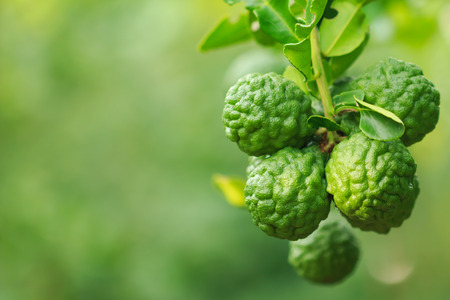 close up bergamot on treeの写真素材