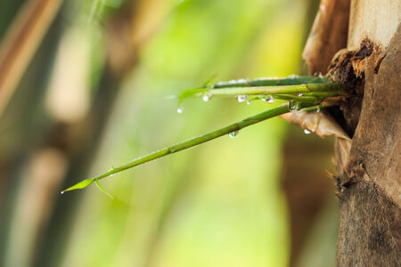 close up drop water on bamboo leaves after rainの写真素材