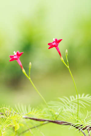 Star Ipomoea flowerの写真素材