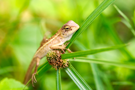 Thailand chameleon speciesの写真素材
