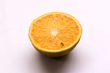 FIy on ripped Orangeの写真素材