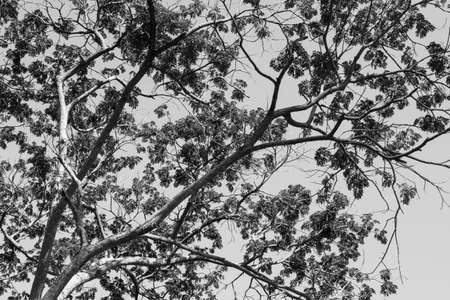 tree branch and leaves , black and  whiteの写真素材