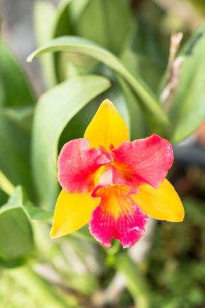 cattleya red yellow orchid flower in bloom in springの写真素材