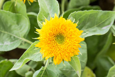 Beautiful sunflower growing in the fieldの写真素材