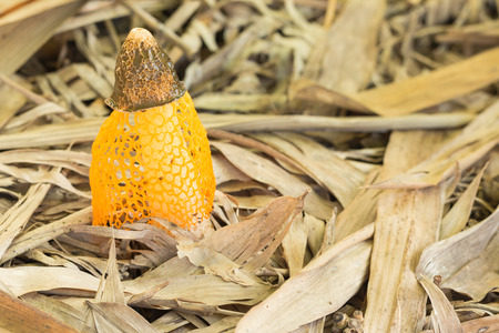 bamboo mushroom in the forest. Dictyophora indusiata.の写真素材