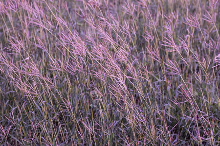 Grass flower field under soft sunshineの写真素材