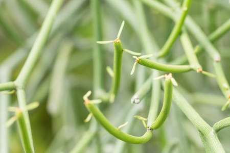 Euphorbia tirucalli (pencil Tree)の写真素材
