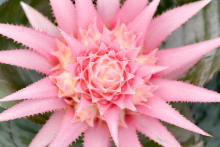 Top of Aechmea fasciata flowerの写真素材