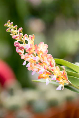 Orange orchids in gardenの写真素材
