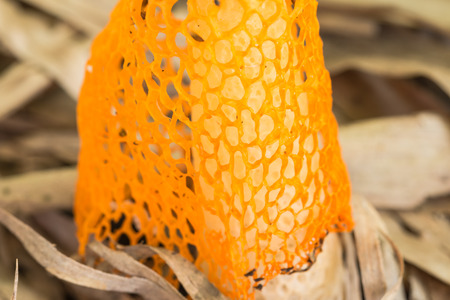close up bamboo mushroom on dry bamboo leaves background, Dictyophora indusiataの写真素材