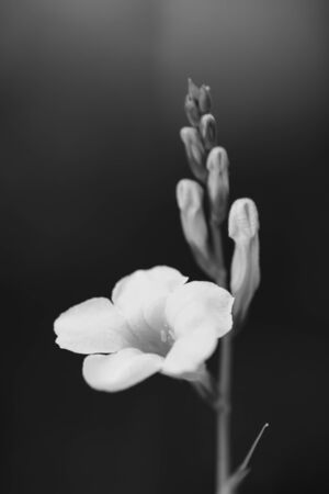 White flower in black and white toneの写真素材