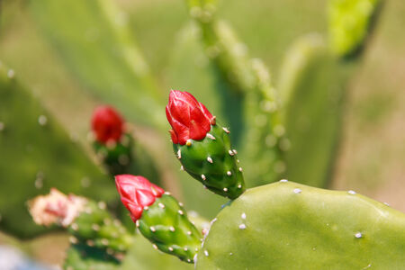 Cactus flowerの写真素材