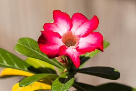 Pink Desert Roseの写真素材