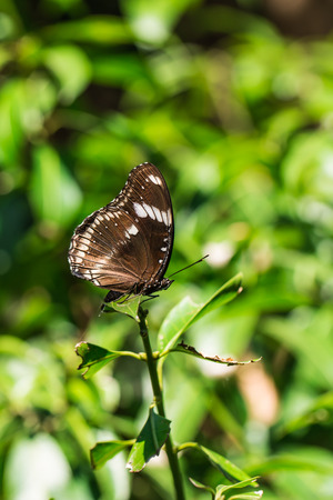 Brown butterfly on tree