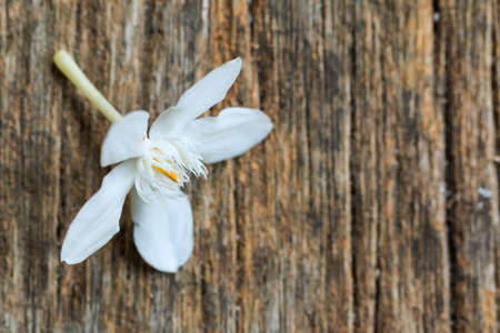 White flower on woodの写真素材