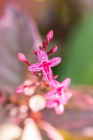 Pattern of red flowerの写真素材