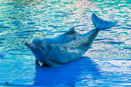 Dolphin show in the water park at Chanthaburi, Thailand