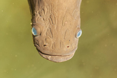 Close up face of large Arapaima, It is a genus of bonytongue native to the Amazon and Essequibo basins in South Americaの写真素材