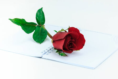 Red rose on the open book, on white backgroundの写真素材