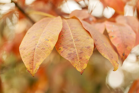 yellow leaves of rubber tree in autumn