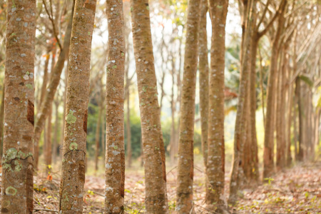 Row of rubber treeの写真素材