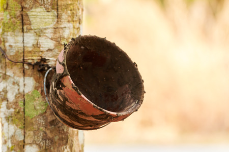 Bowl of milk rubber treeの写真素材