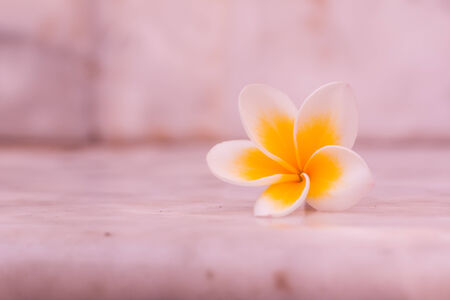 plumaria fall on the concrete floorの写真素材