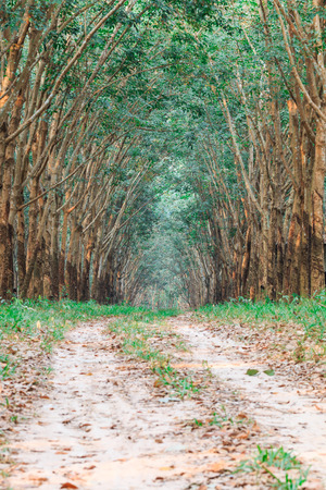 Rubber plantation in Thailandの写真素材