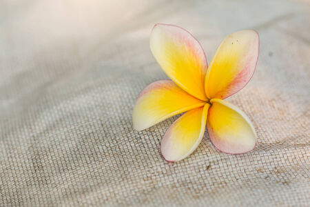 plumeria on fabricの写真素材