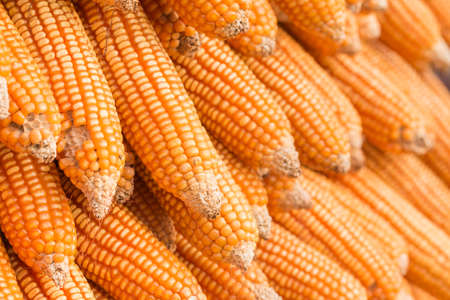 Close up dried cornの写真素材