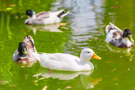 ducks on the waterの写真素材