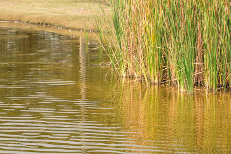 nature purity grass on the river bankの写真素材