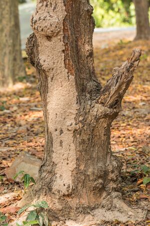 Tree with Termite nestの写真素材