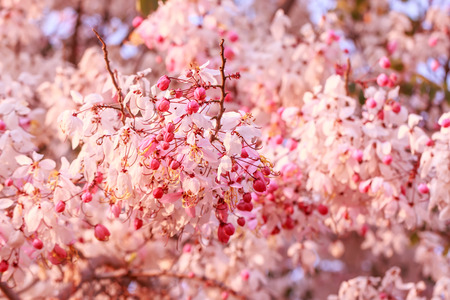 Plenty Cassia bakeriana Craib flowerの写真素材