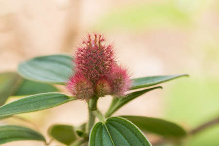 Close up red flowerの写真素材