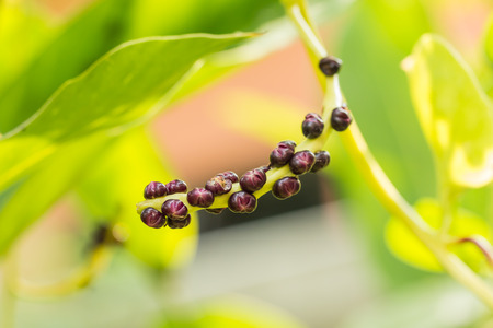 seed of Malabar Nightshade , Ceylon Spinach , one of vegetable in Thailandの写真素材