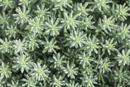 View from the top of a small plantの写真素材