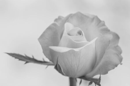 single rose with black and white toneの写真素材
