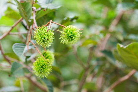 Raw rambutan fruitsの写真素材